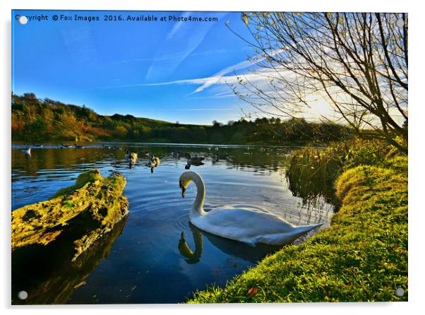 Swan at the  lakeside Acrylic by Derrick Fox Lomax