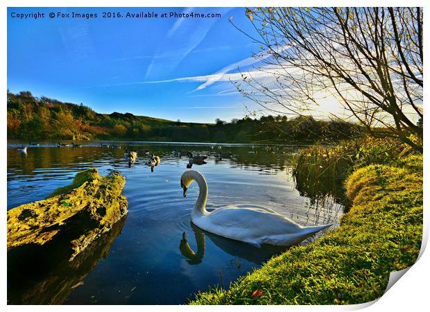 Swan at the  lakeside Print by Derrick Fox Lomax