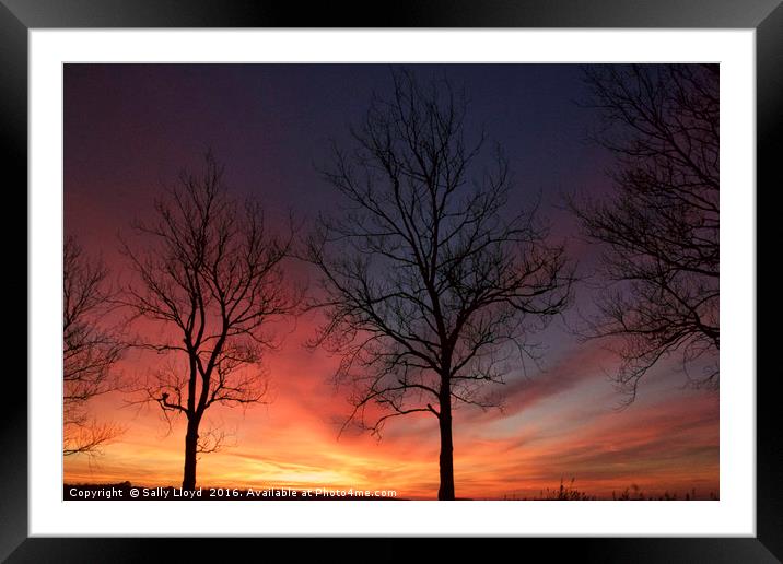 Sunset Trees at Holkham Framed Mounted Print by Sally Lloyd