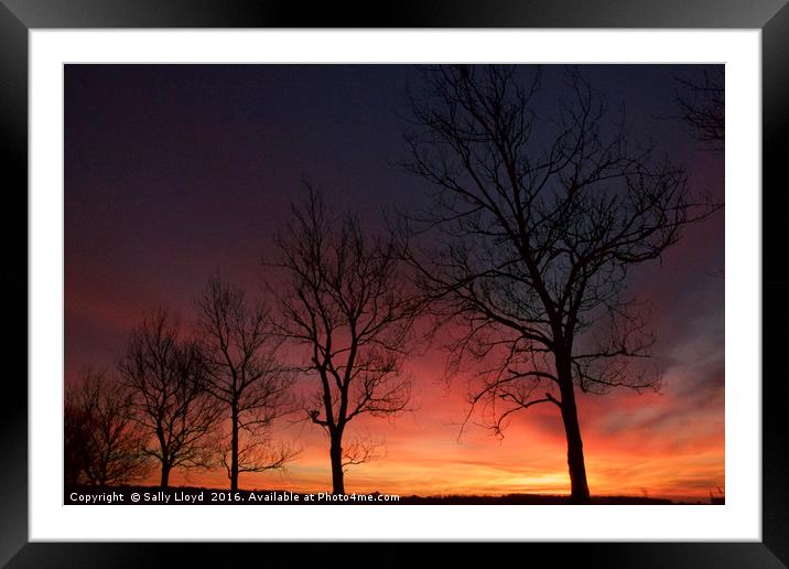 Sunset Trees at Holkham landscape Framed Mounted Print by Sally Lloyd