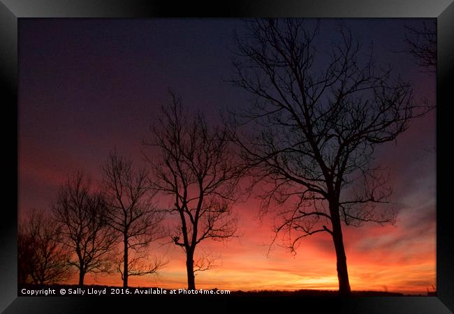 Sunset Trees at Holkham landscape Framed Print by Sally Lloyd