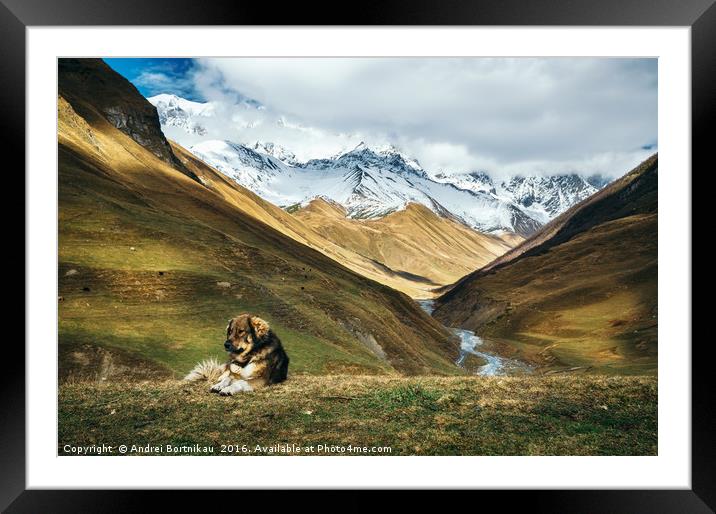 Dog against Enguri river and Shkhara mountain. Geo Framed Mounted Print by Andrei Bortnikau
