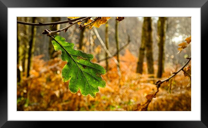 The Last Leaf of Autumn Framed Mounted Print by Ellie Rose