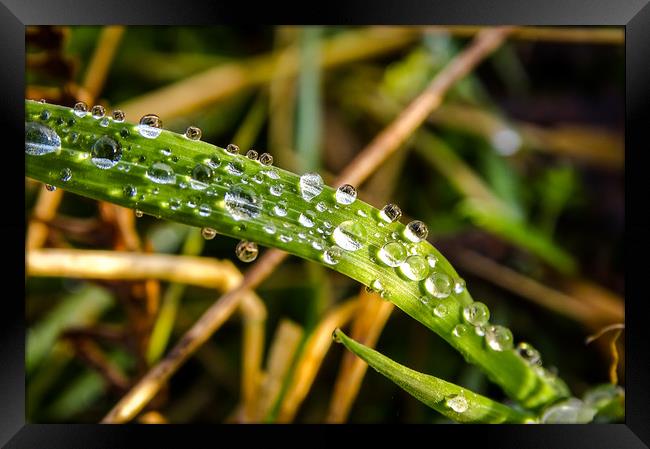 Autumn Dew Framed Print by Ellie Rose