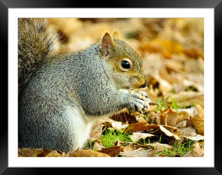 Hungry Squirrel Framed Mounted Print by Ellie Rose