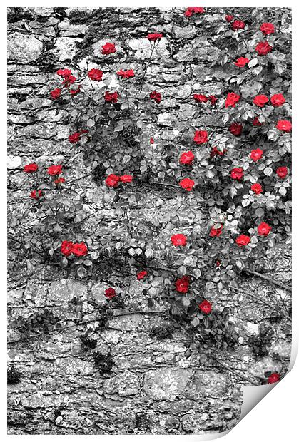 Roses are Red Print by Lucy Antony