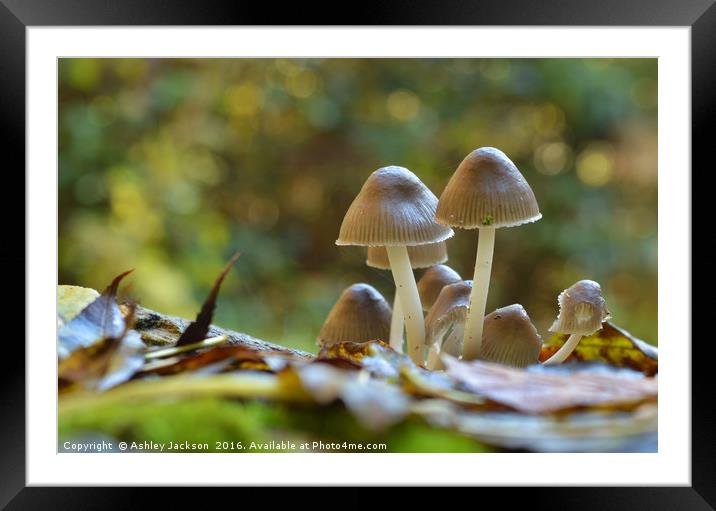 Mushrooms Framed Mounted Print by Ashley Jackson