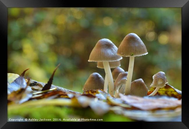 Mushrooms Framed Print by Ashley Jackson