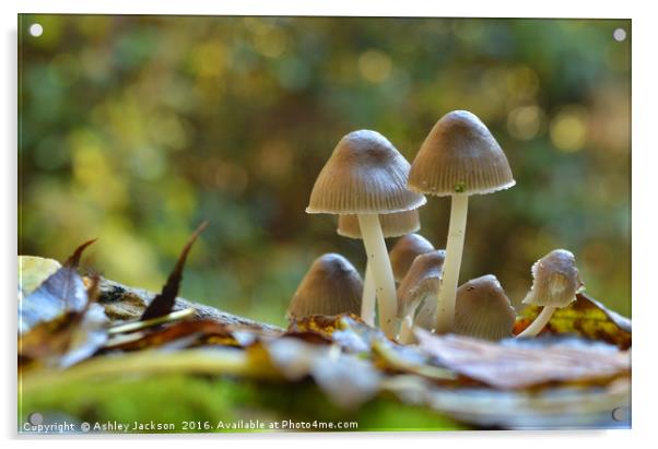 Mushrooms Acrylic by Ashley Jackson