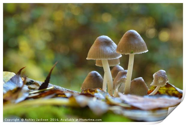 Mushrooms Print by Ashley Jackson