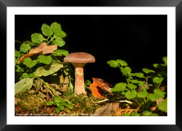 Lonesome Mushroom Framed Mounted Print by Ashley Jackson