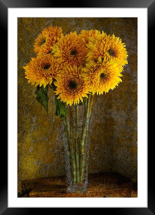 Double Sunflowers in a Glass Vase Framed Mounted Print by Ann Garrett