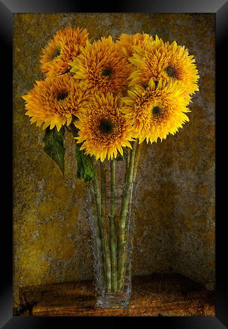 Double Sunflowers in a Glass Vase Framed Print by Ann Garrett