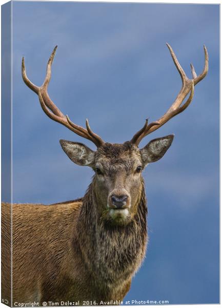 Red Deer Stag portrait Canvas Print by Tom Dolezal