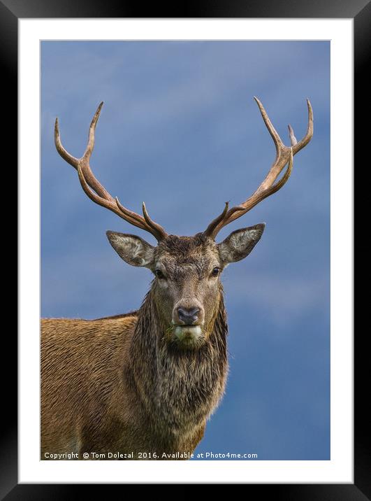 Red Deer Stag portrait Framed Mounted Print by Tom Dolezal