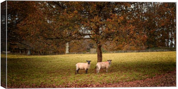Autumn Sheep Canvas Print by John Baker