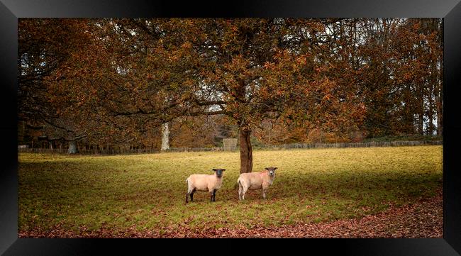 Autumn Sheep Framed Print by John Baker