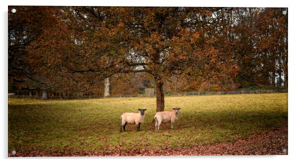 Autumn Sheep Acrylic by John Baker