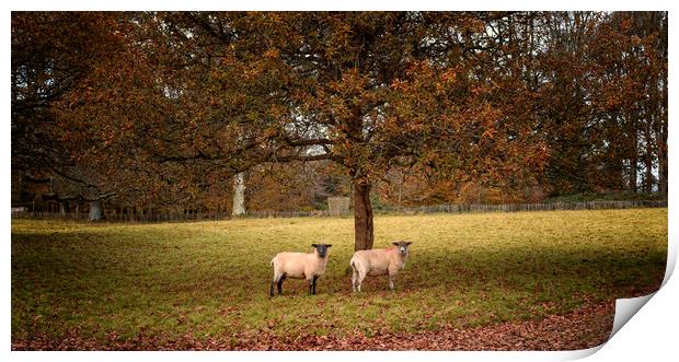 Autumn Sheep Print by John Baker