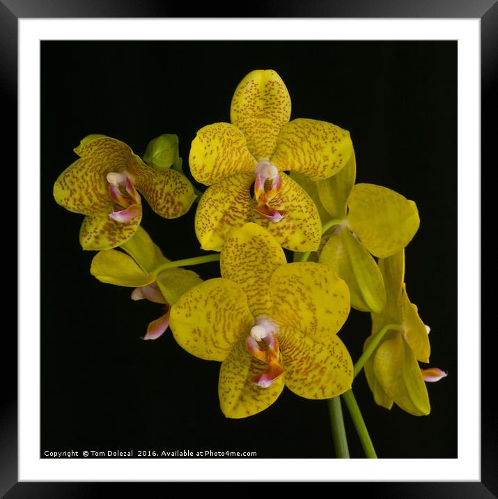 Yellow phalaenopsis orchid Framed Mounted Print by Tom Dolezal
