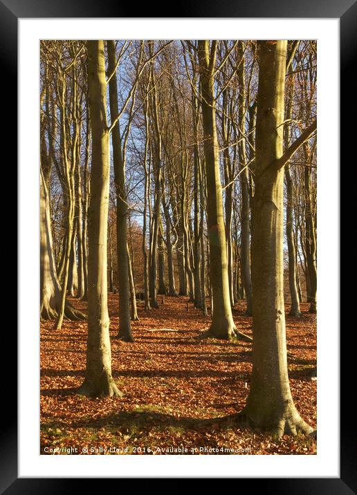 Woodland Trees Blickling Framed Mounted Print by Sally Lloyd