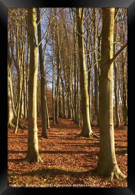 Woodland Trees Blickling Framed Print by Sally Lloyd