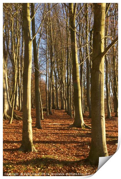 Woodland Trees Blickling Print by Sally Lloyd