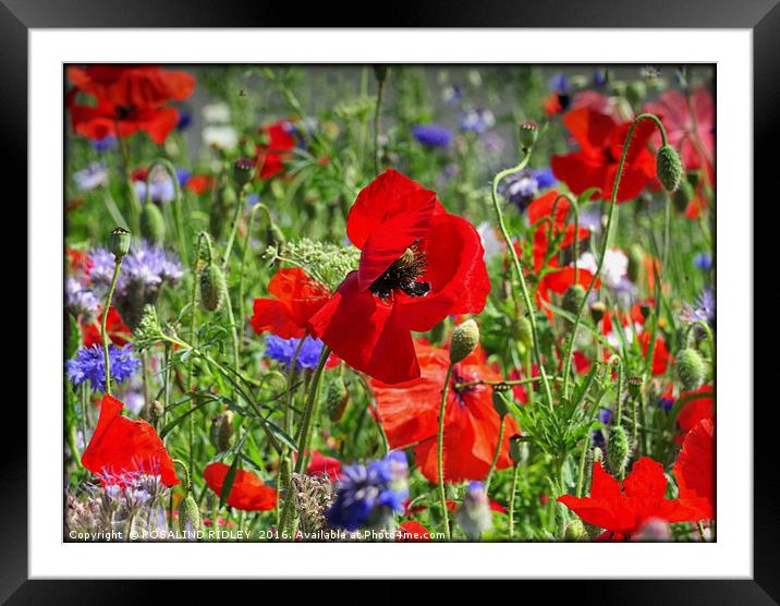 "POPPY MEADOWS" Framed Mounted Print by ROS RIDLEY