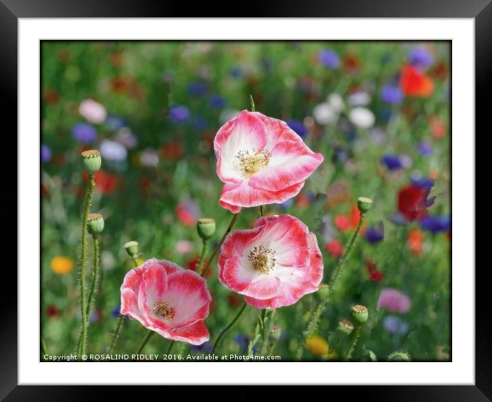 "BREEZY DAY AT THE WILD FLOWER MEADOW" Framed Mounted Print by ROS RIDLEY