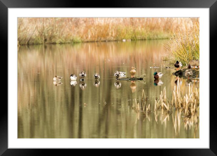 Duck Reflections Framed Mounted Print by Belinda Greb