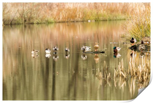 Duck Reflections Print by Belinda Greb