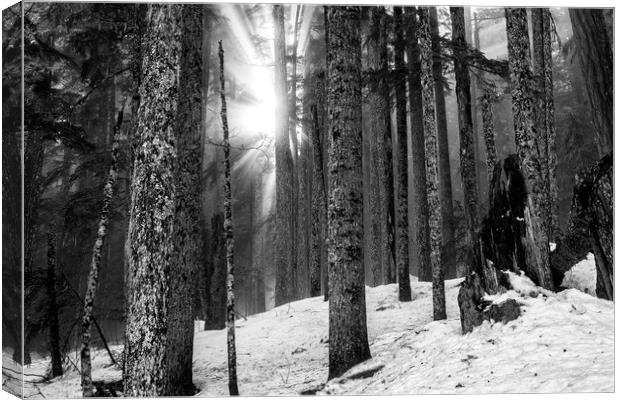 Woods on a Winter's Day bw Canvas Print by Belinda Greb