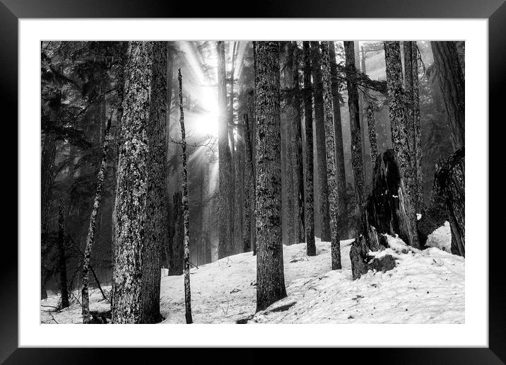 Woods on a Winter's Day bw Framed Mounted Print by Belinda Greb