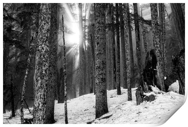 Woods on a Winter's Day bw Print by Belinda Greb