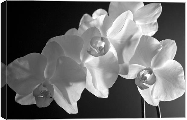 orchid 2 Canvas Print by john williams