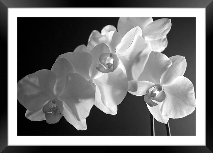 orchid 2 Framed Mounted Print by john williams