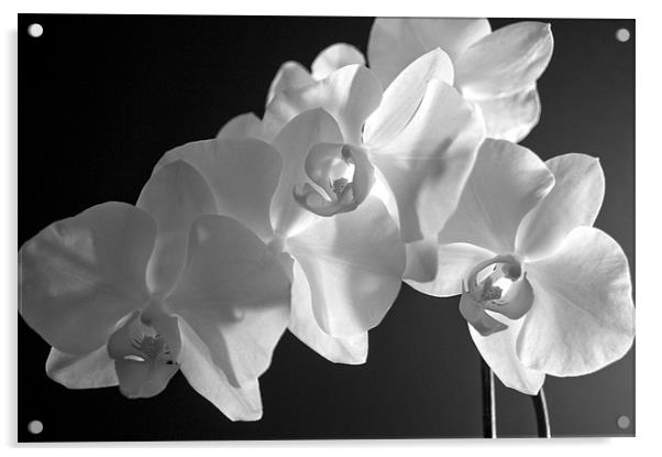 orchid 2 Acrylic by john williams