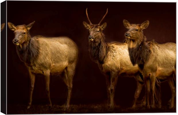 Three Elk Canvas Print by Belinda Greb