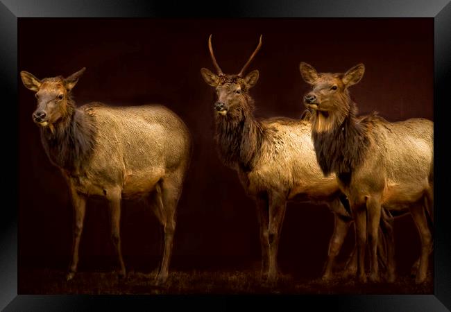 Three Elk Framed Print by Belinda Greb