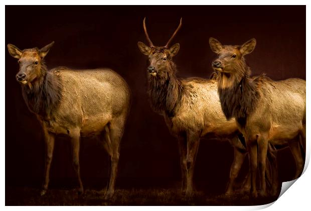 Three Elk Print by Belinda Greb