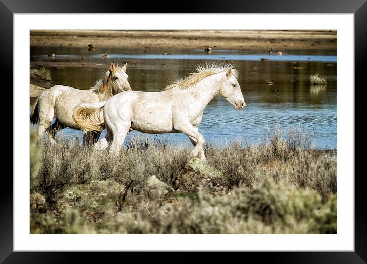 Two of a Kind Framed Mounted Print by Belinda Greb