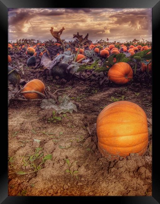 Pumpkin Field Framed Print by Mike Sherman Photog