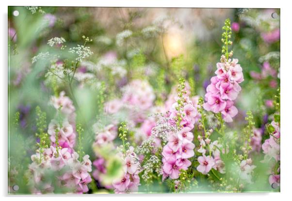 Pink Verbascum Flowers Acrylic by Jacky Parker