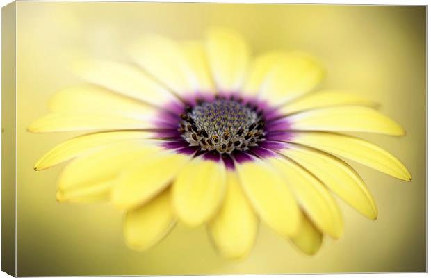 Mellow Yellow Canvas Print by Jacky Parker