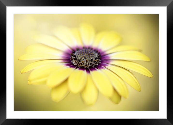 Mellow Yellow Framed Mounted Print by Jacky Parker