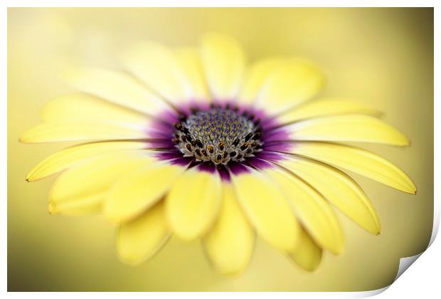 Mellow Yellow Print by Jacky Parker