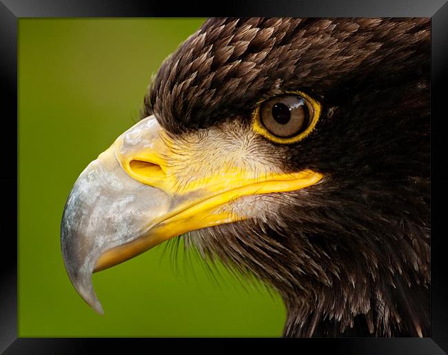 Intense gaze of Golden Eagle Framed Print by Bel Menpes