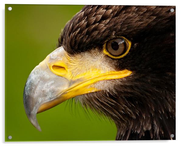 Intense gaze of Golden Eagle Acrylic by Bel Menpes