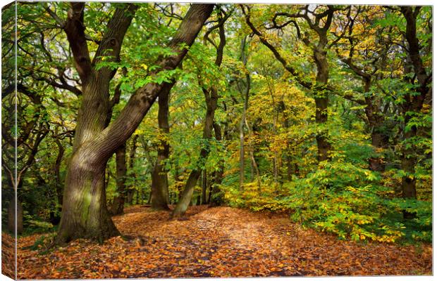 Ecclesall Woods in Autumn                          Canvas Print by Darren Galpin