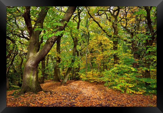 Ecclesall Woods in Autumn                          Framed Print by Darren Galpin